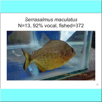 Serrasalmus maculatus.png